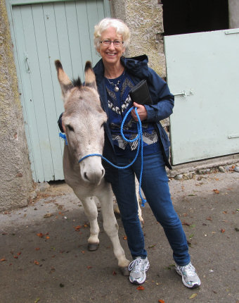 Friendly donkey during a sheepdog demonstration in Ireland