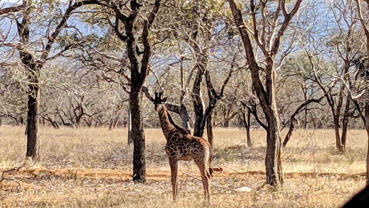 African Safari - Phone Photos! - The World Tour - Travel Adventure Club