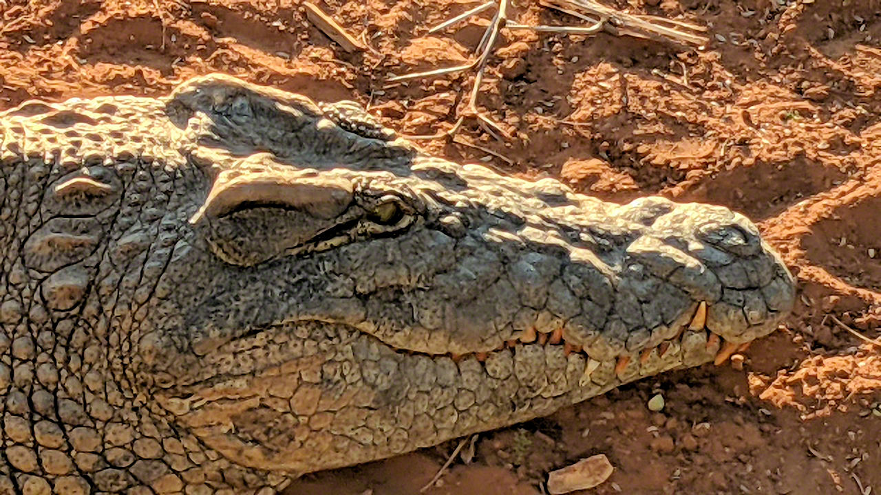 African Safari - Phone Photos! - The World Tour - Travel Adventure Club