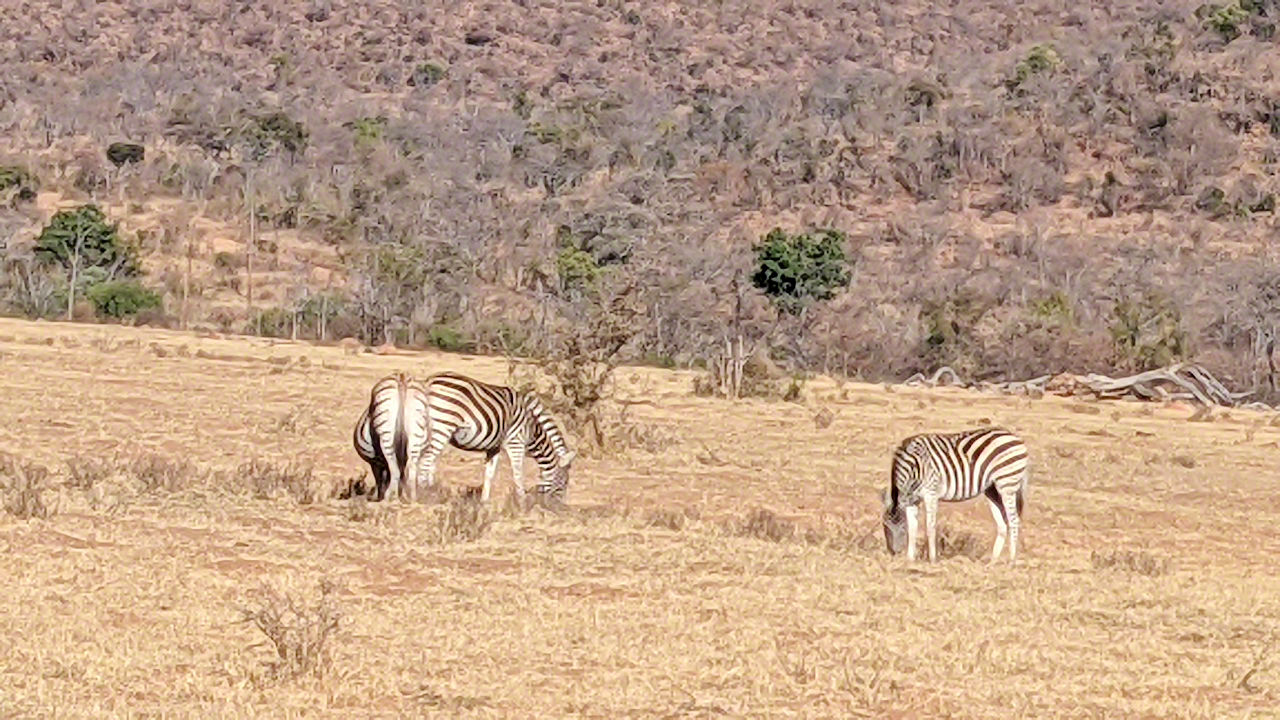 African Safari - Phone Photos! - The World Tour - Travel Adventure Club