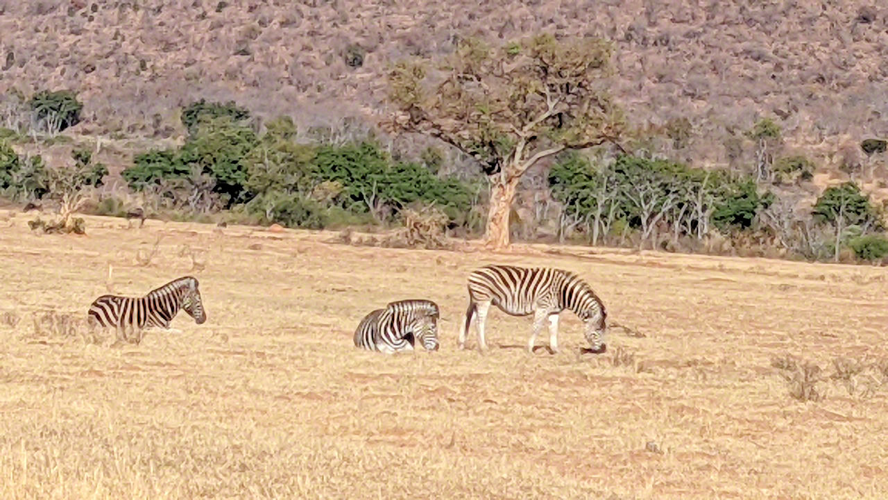 African Safari - Phone Photos! - The World Tour - Travel Adventure Club
