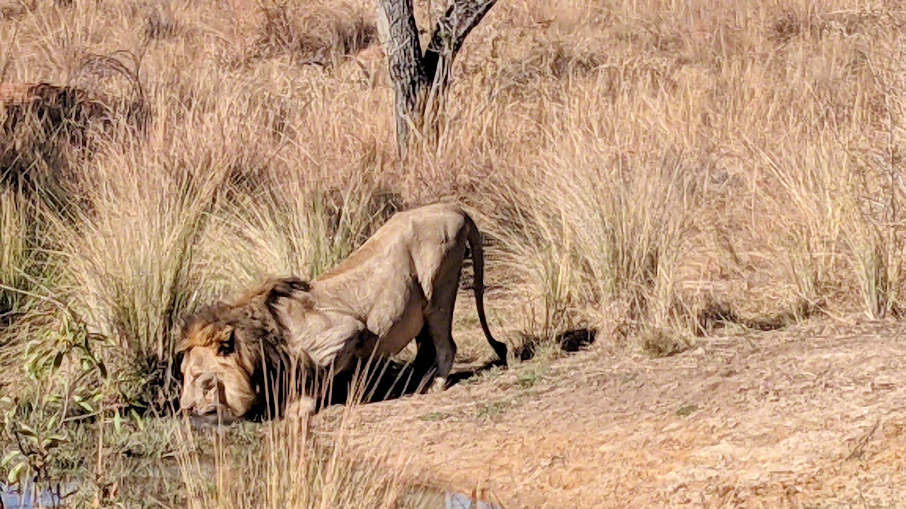 African Safari - Phone Photos! - The World Tour - Travel Adventure Club