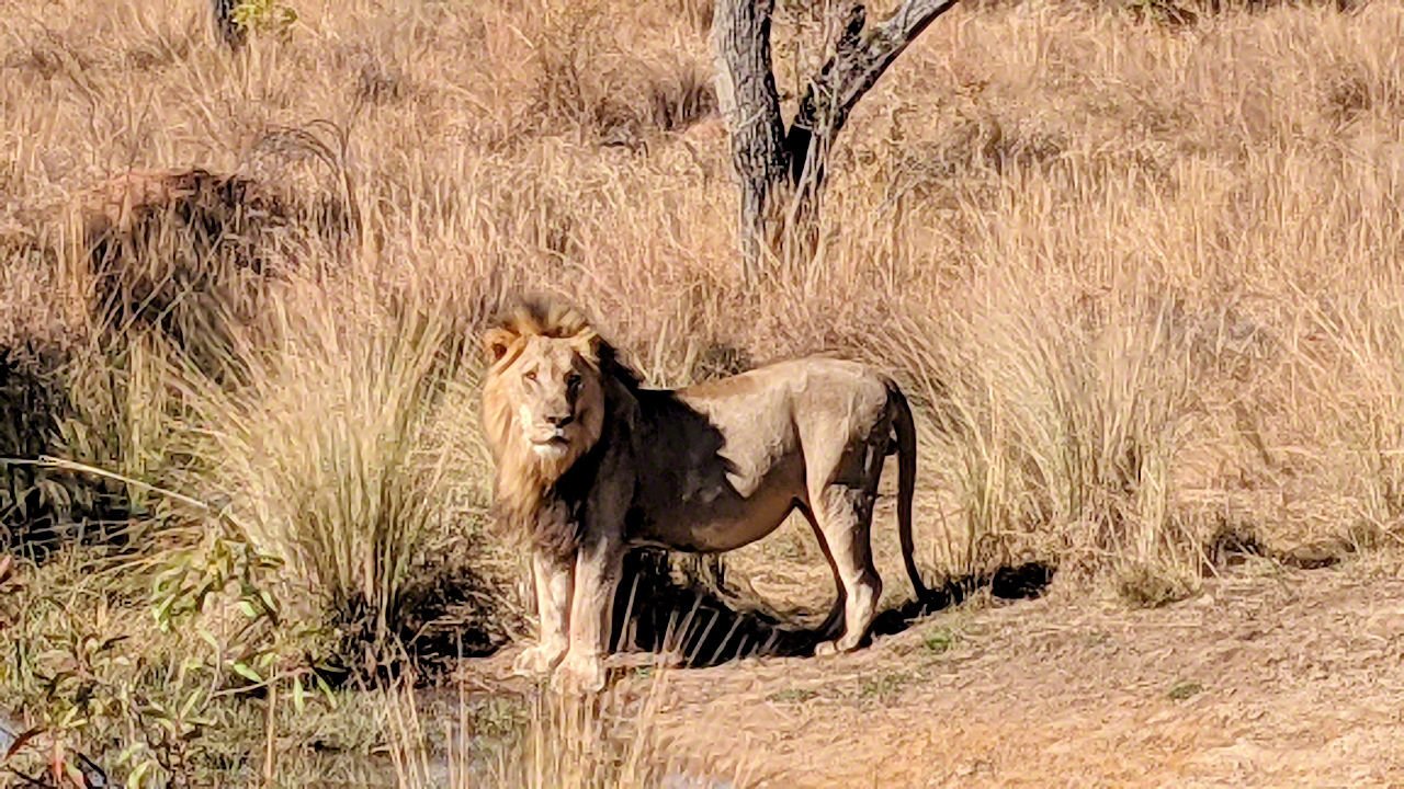 African Safari - Phone Photos! - The World Tour - Travel Adventure Club