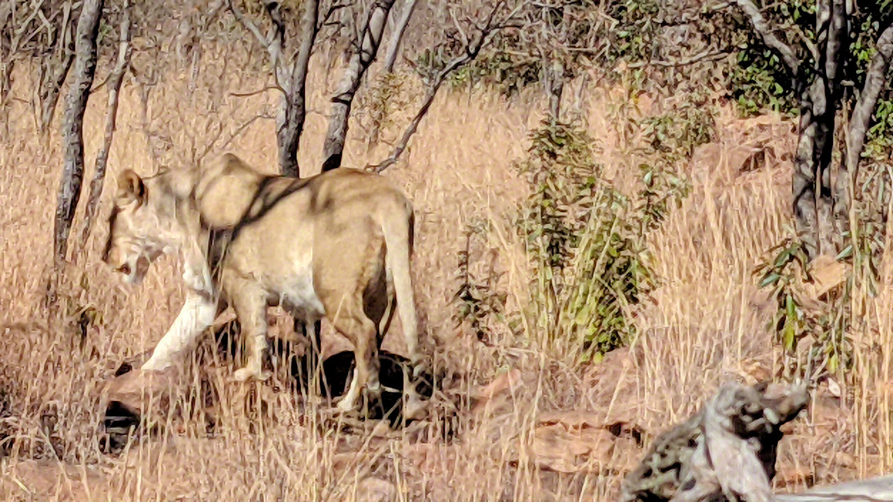 African Safari - Phone Photos! - The World Tour - Travel Adventure Club