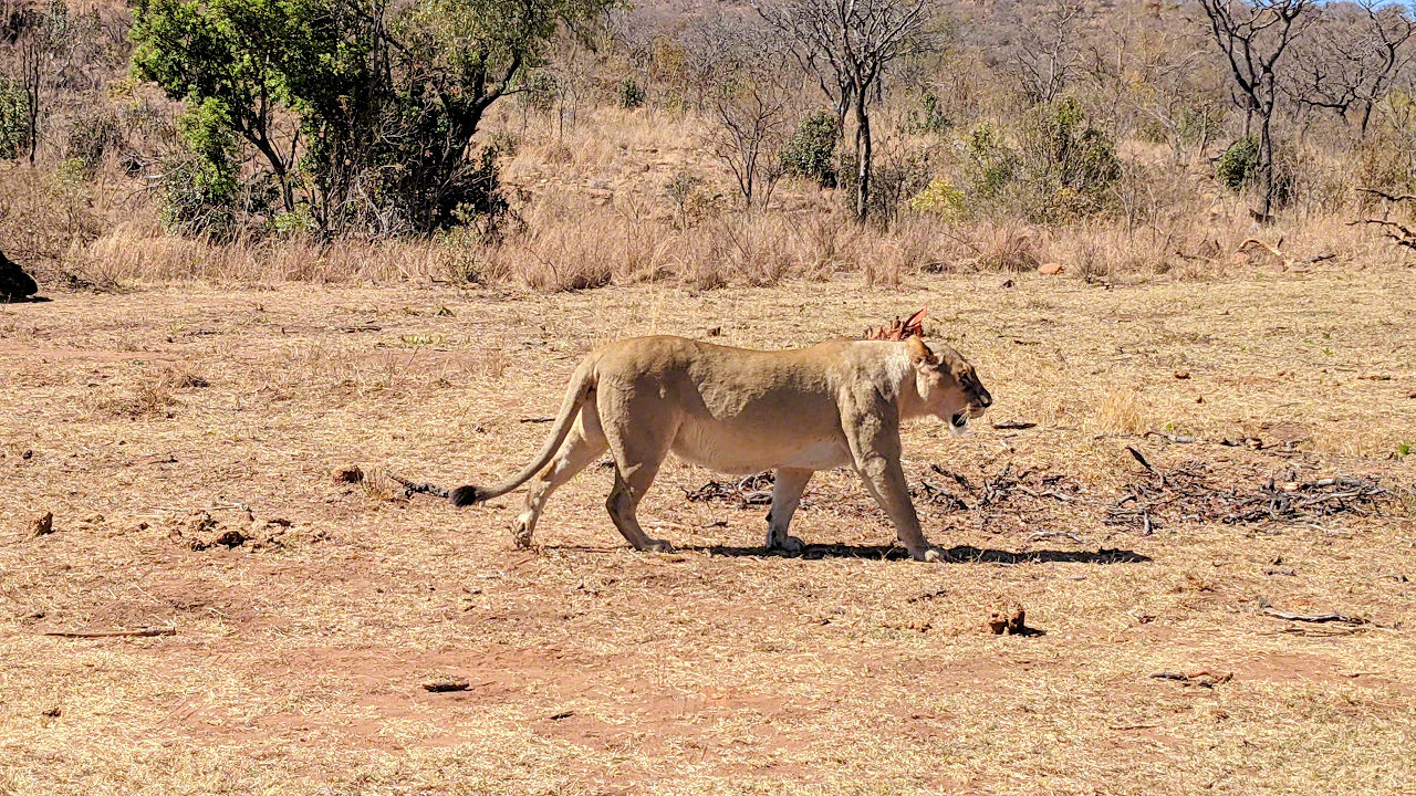 African Safari - Phone Photos! - The World Tour - Travel Adventure Club