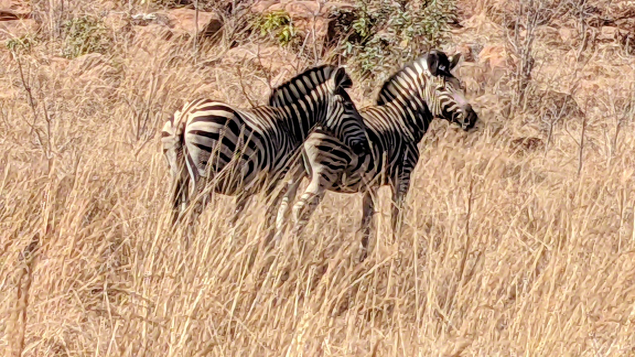 African Safari - Phone Photos! - The World Tour - Travel Adventure Club