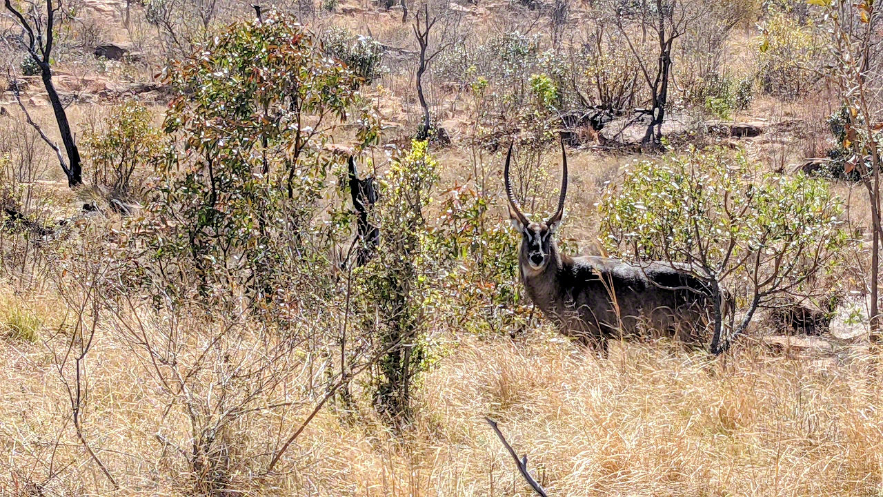 African Safari - Phone Photos! - The World Tour - Travel Adventure Club