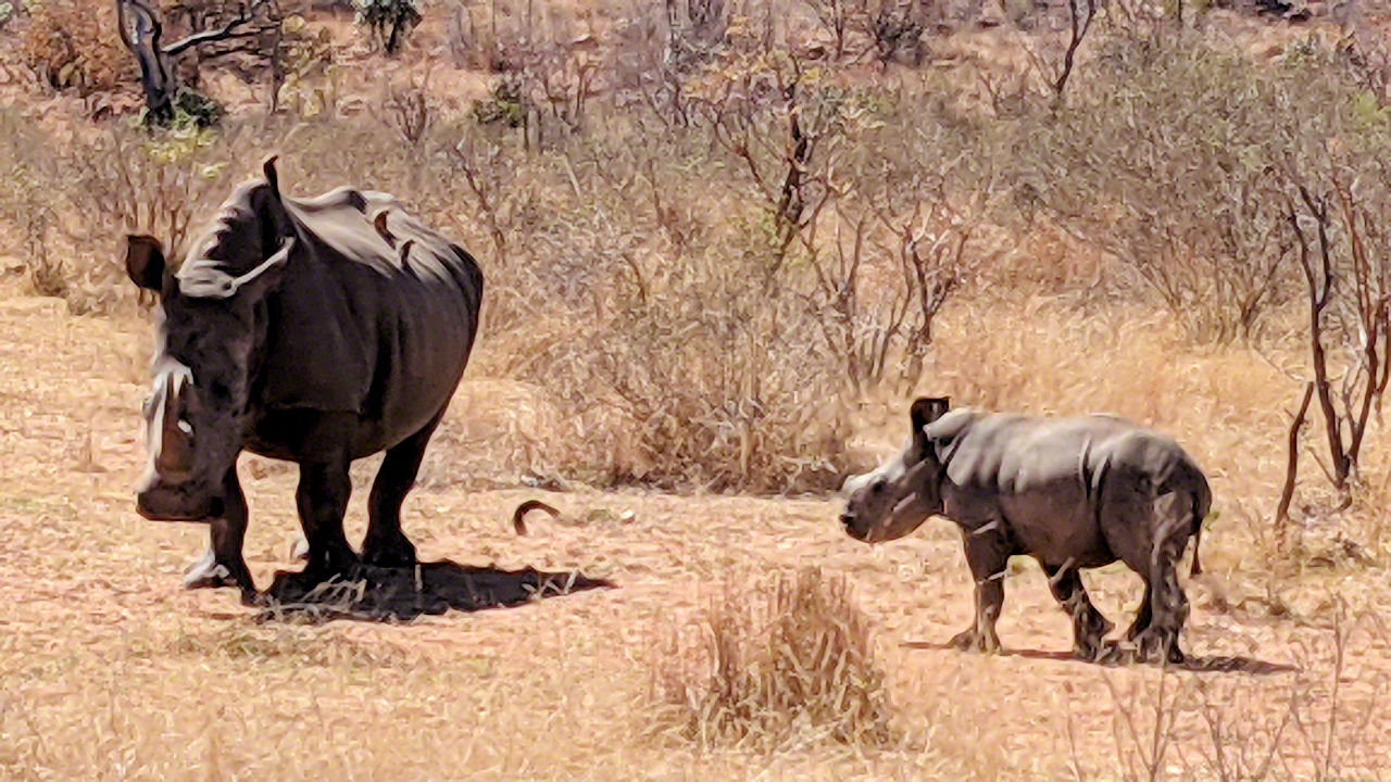 African Safari - Phone Photos! - The World Tour - Travel Adventure Club