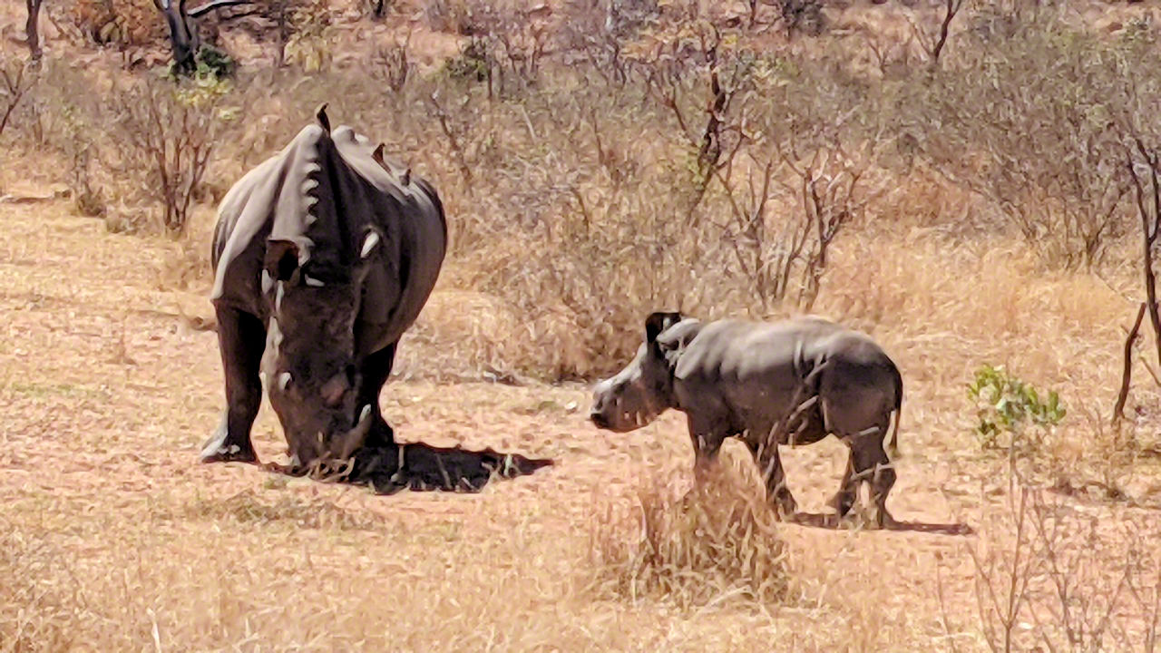 African Safari - Phone Photos! - The World Tour - Travel Adventure Club