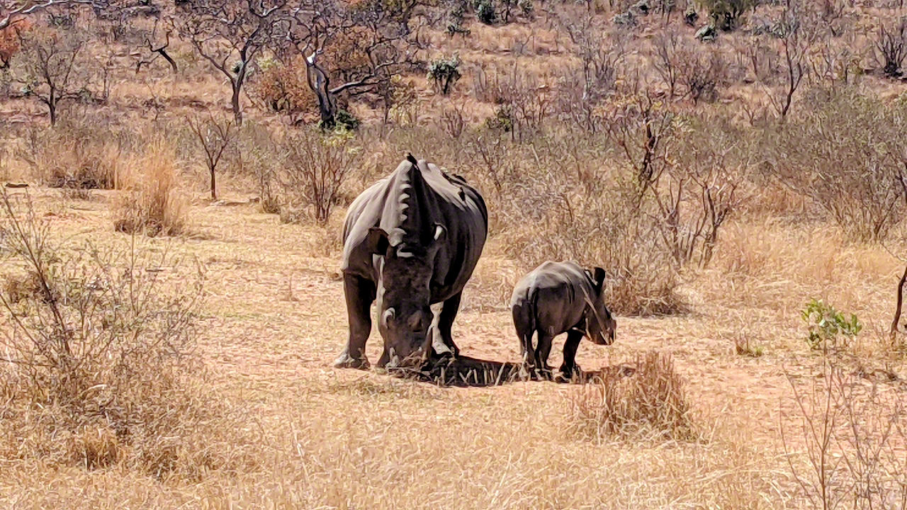 African Safari - Phone Photos! - The World Tour - Travel Adventure Club