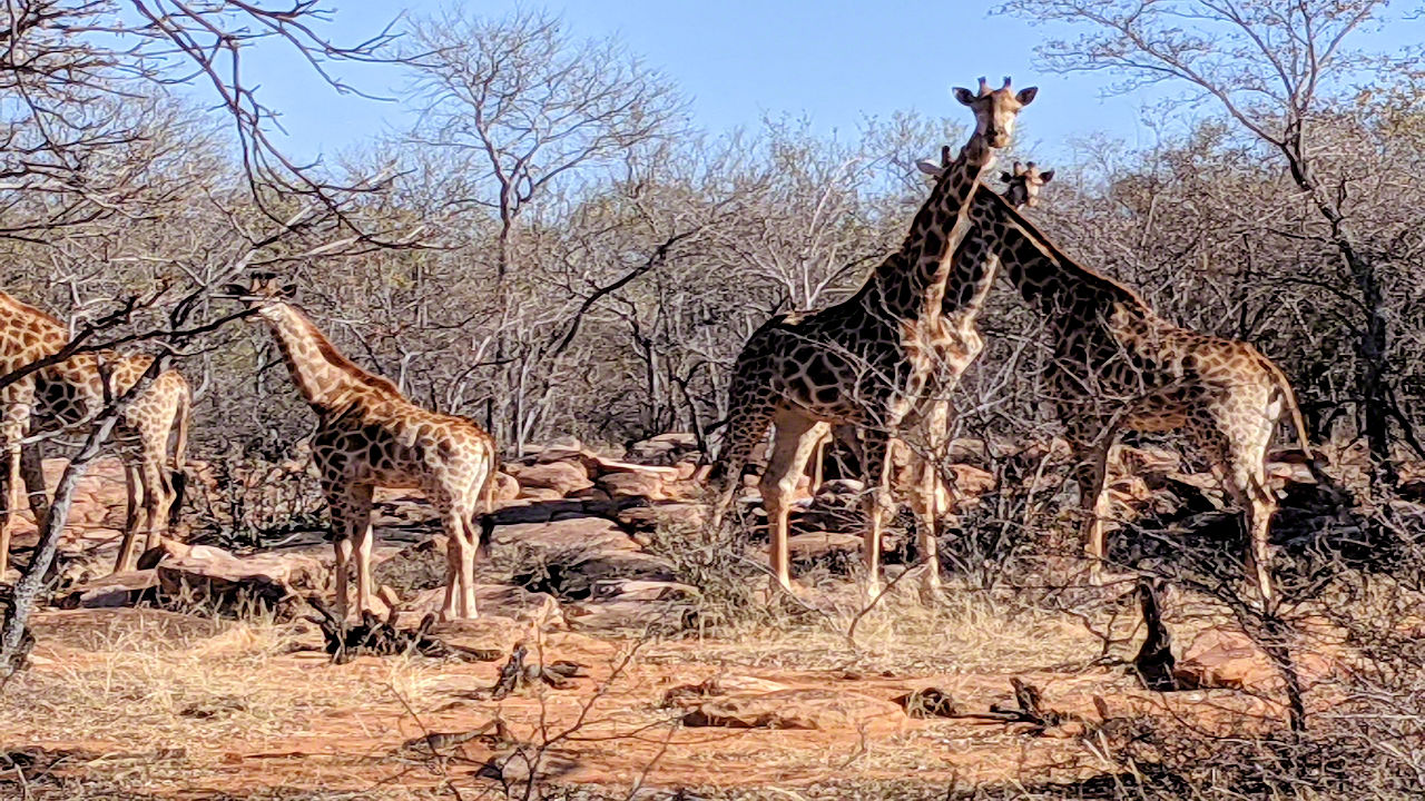 African Safari - Phone Photos! - The World Tour - Travel Adventure Club