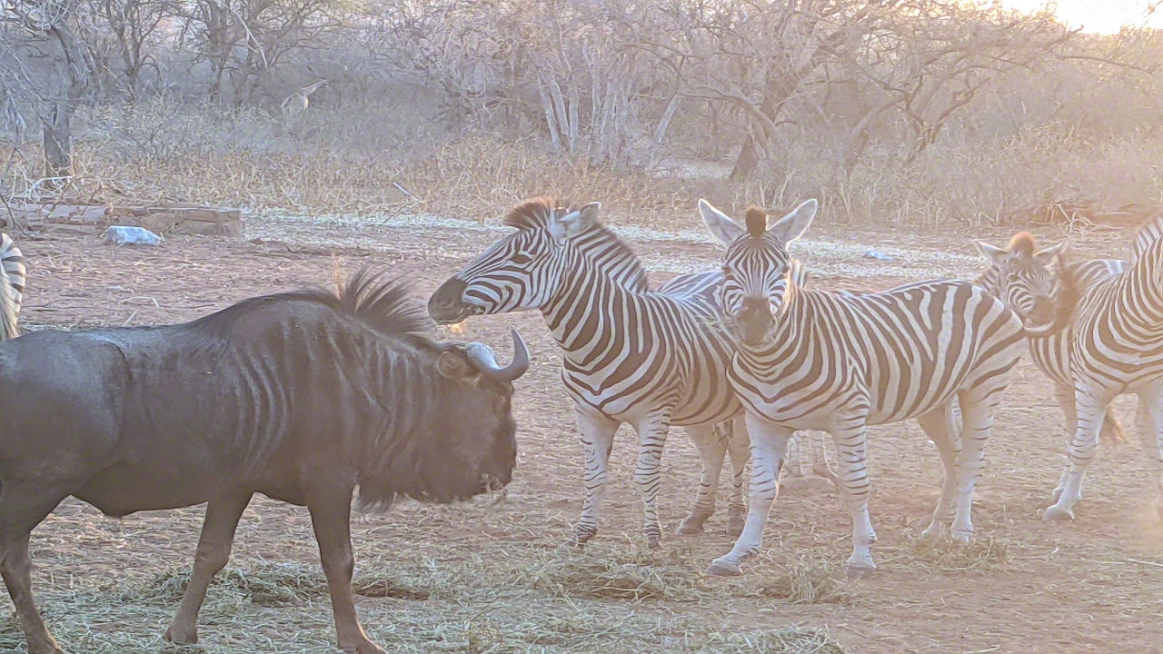 African Safari - Phone Photos! - The World Tour - Travel Adventure Club