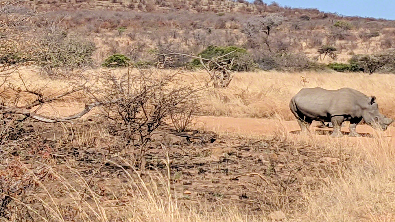 African Safari - Phone Photos! - The World Tour - Travel Adventure Club