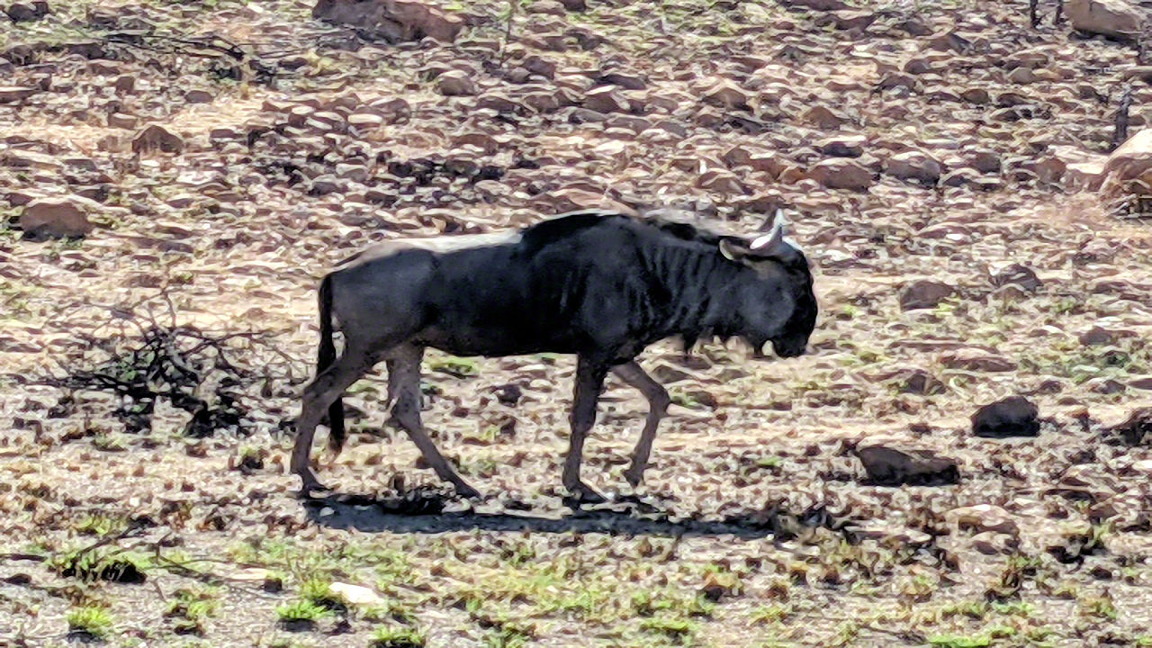 African Safari - Phone Photos! - The World Tour - Travel Adventure Club