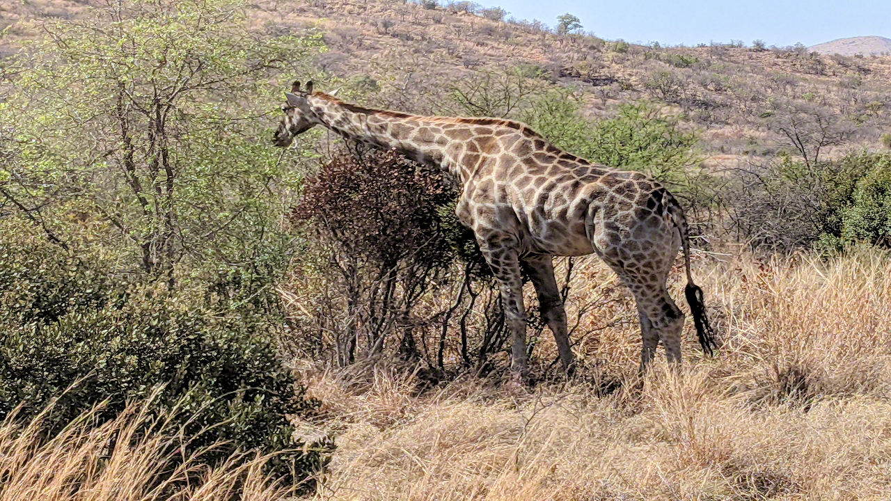 African Safari - Phone Photos! - The World Tour - Travel Adventure Club