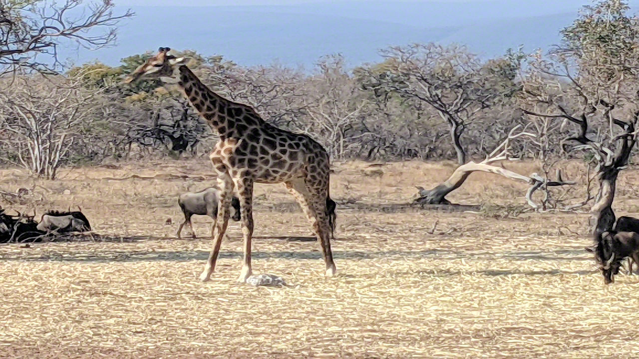 African Safari - Phone Photos! - The World Tour - Travel Adventure Club