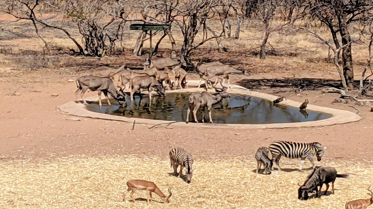African Safari - Phone Photos! - The World Tour - Travel Adventure Club