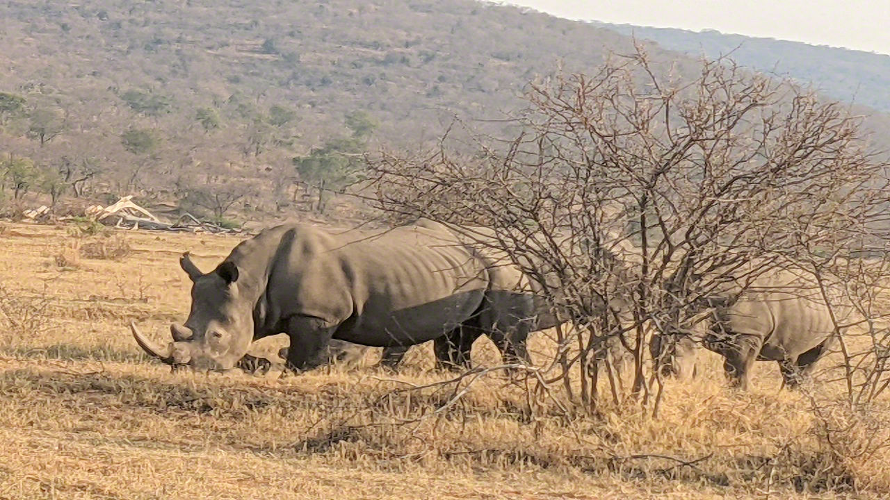 African Safari - Phone Photos! - The World Tour - Travel Adventure Club