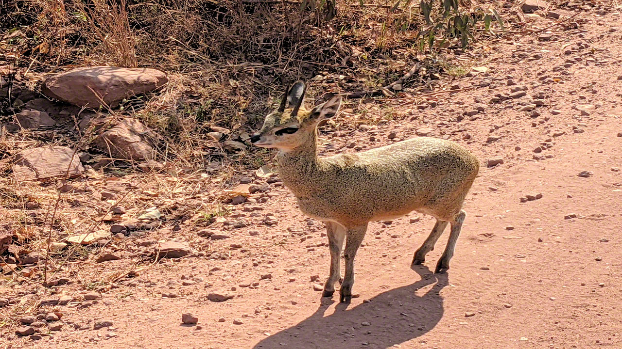 African Safari - Phone Photos! - The World Tour - Travel Adventure Club