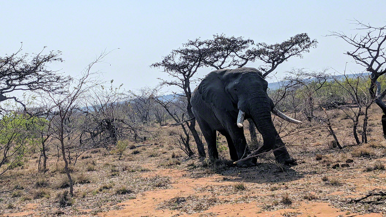 African Safari - Phone Photos! - The World Tour - Travel Adventure Club