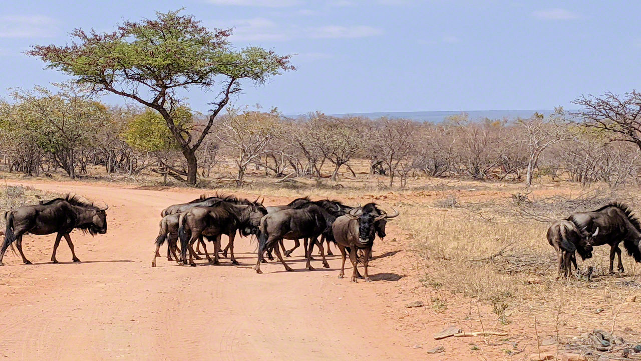 African Safari - Phone Photos! - The World Tour - Travel Adventure Club
