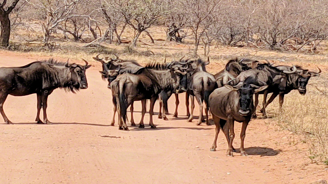 African Safari - Phone Photos! - The World Tour - Travel Adventure Club