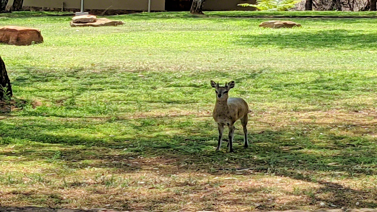 African Safari - Phone Photos! - The World Tour - Travel Adventure Club