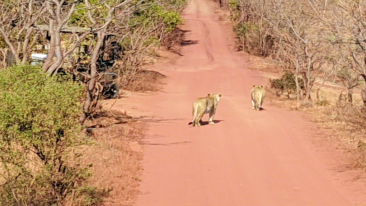 African Safari - Phone Photos! - The World Tour - Travel Adventure Club