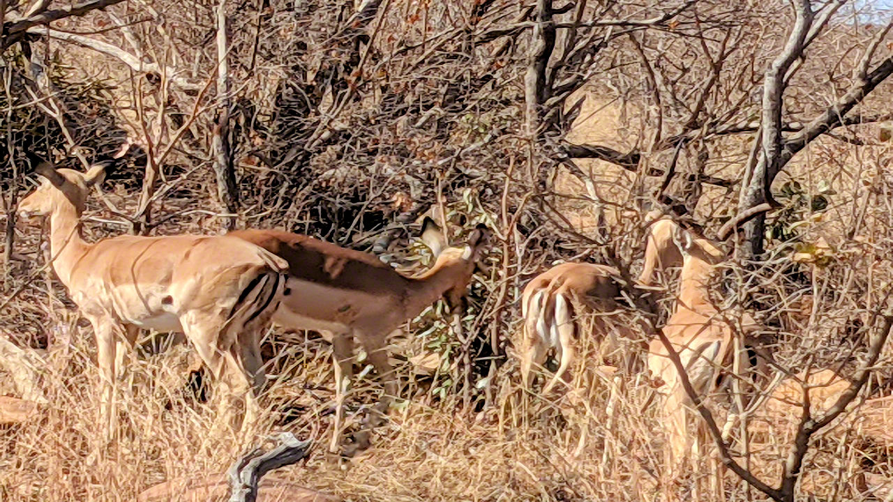 African Safari - Phone Photos! - The World Tour - Travel Adventure Club