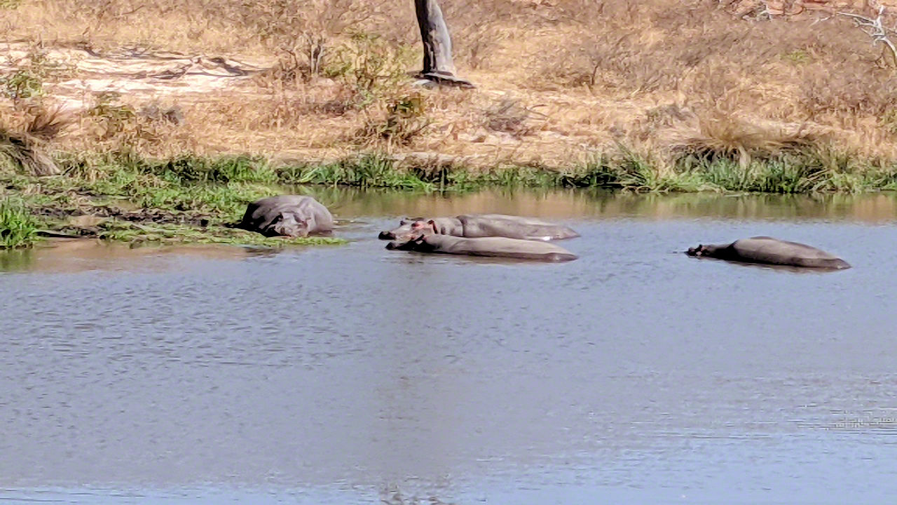 African Safari - Phone Photos! - The World Tour - Travel Adventure Club