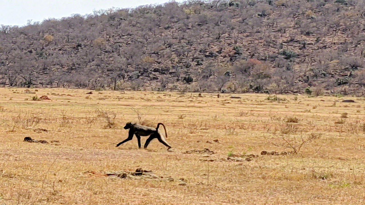 African Safari - Phone Photos! - The World Tour - Travel Adventure Club