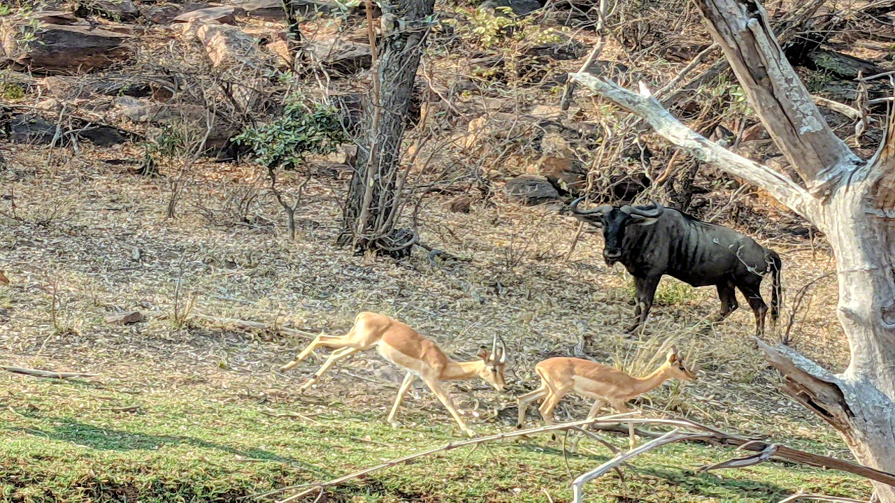 African Safari - Phone Photos! - The World Tour - Travel Adventure Club