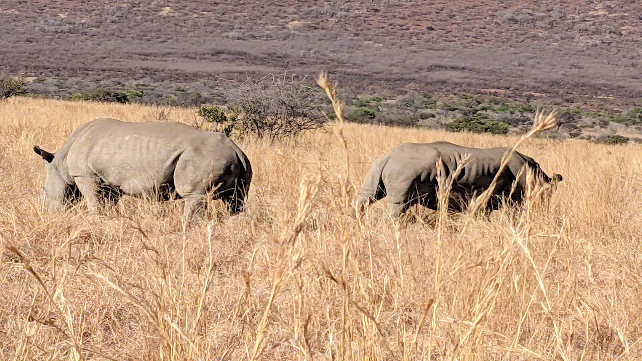 African Safari - Phone Photos! - The World Tour - Travel Adventure Club