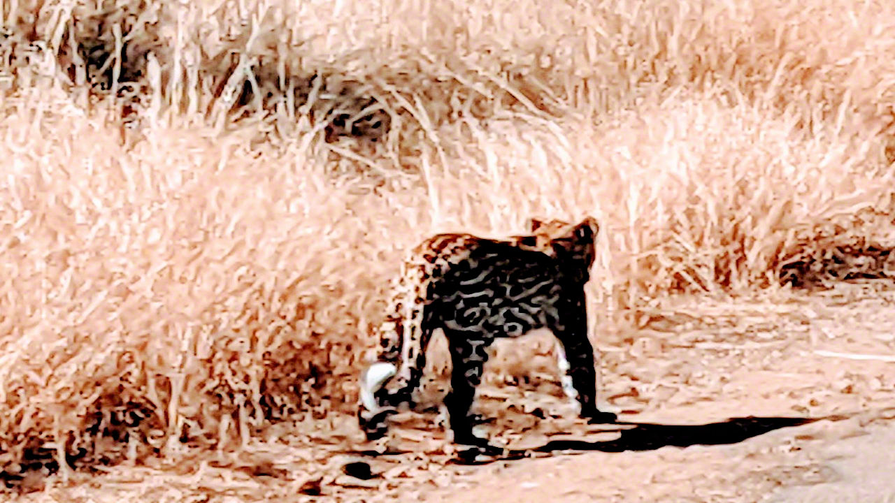 African Safari - Phone Photos! - The World Tour - Travel Adventure Club
