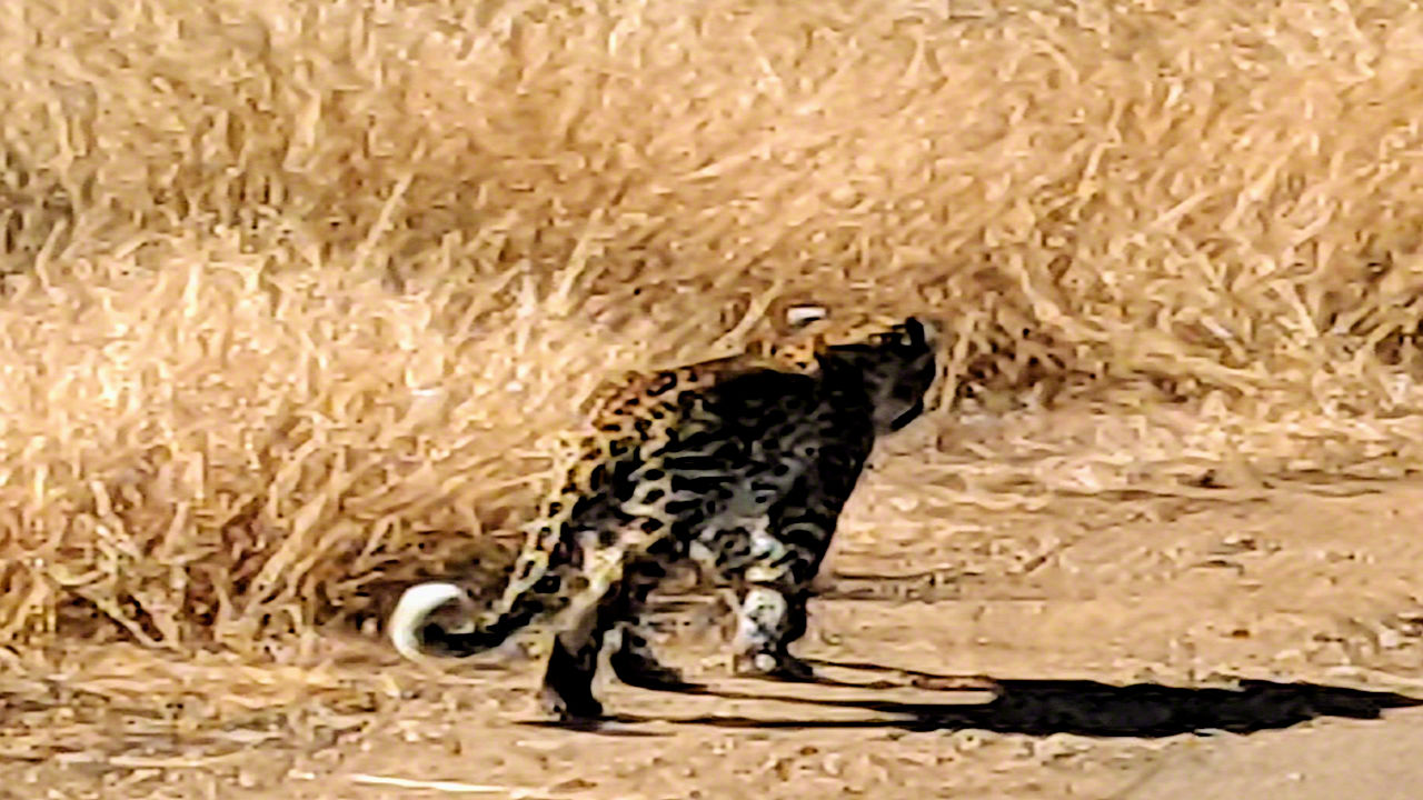 African Safari - Phone Photos! - The World Tour - Travel Adventure Club