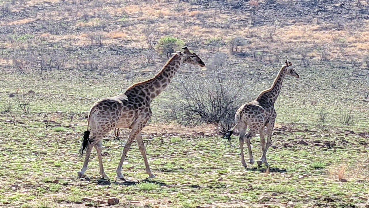 African Safari - Phone Photos! - The World Tour - Travel Adventure Club
