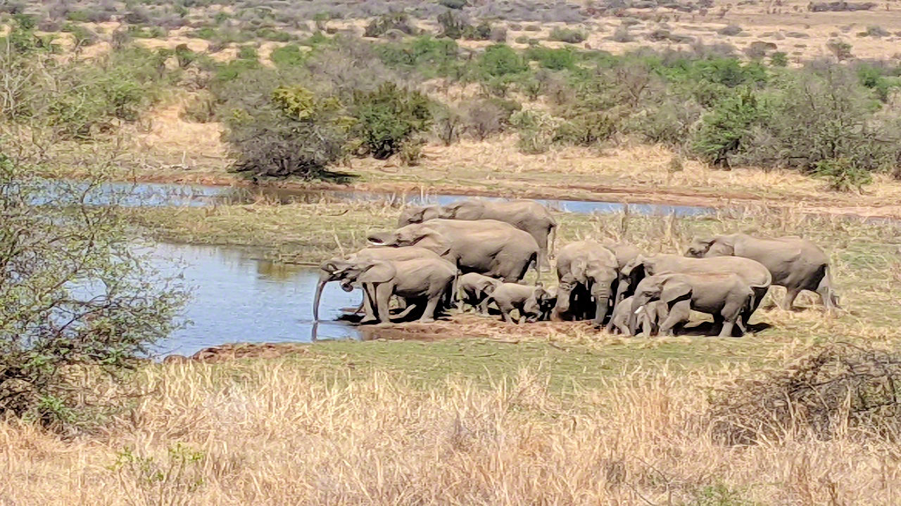 African Safari - Phone Photos! - The World Tour - Travel Adventure Club