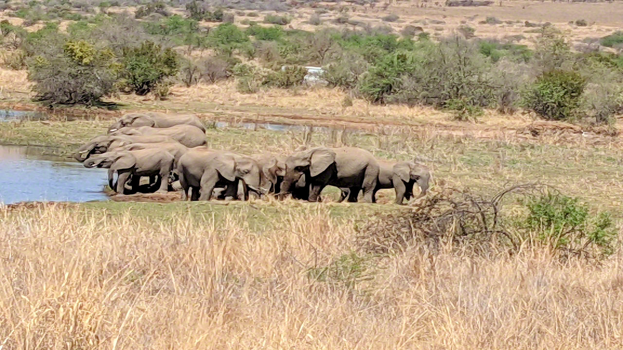 African Safari - Phone Photos! - The World Tour - Travel Adventure Club