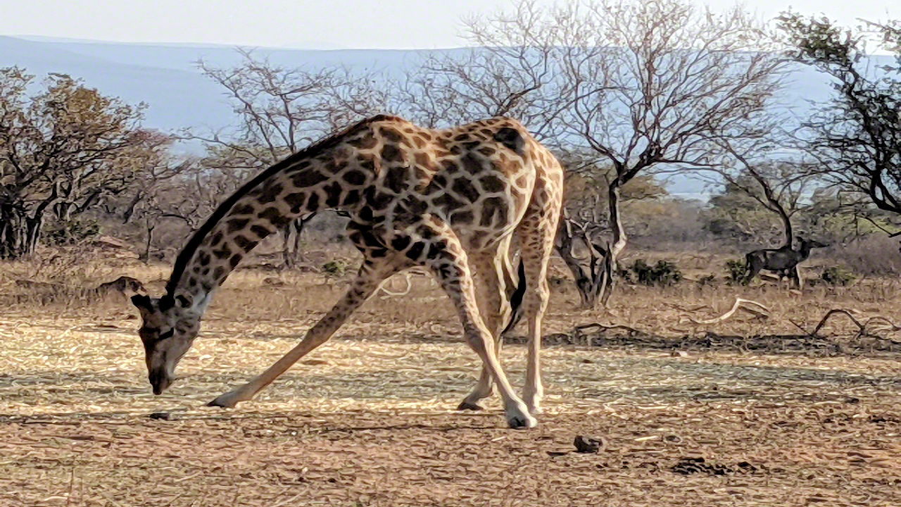 African Safari - Phone Photos! - The World Tour - Travel Adventure Club