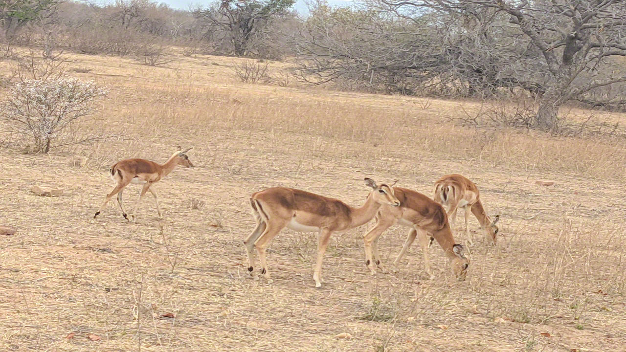African Safari - Phone Photos! - The World Tour - Travel Adventure Club