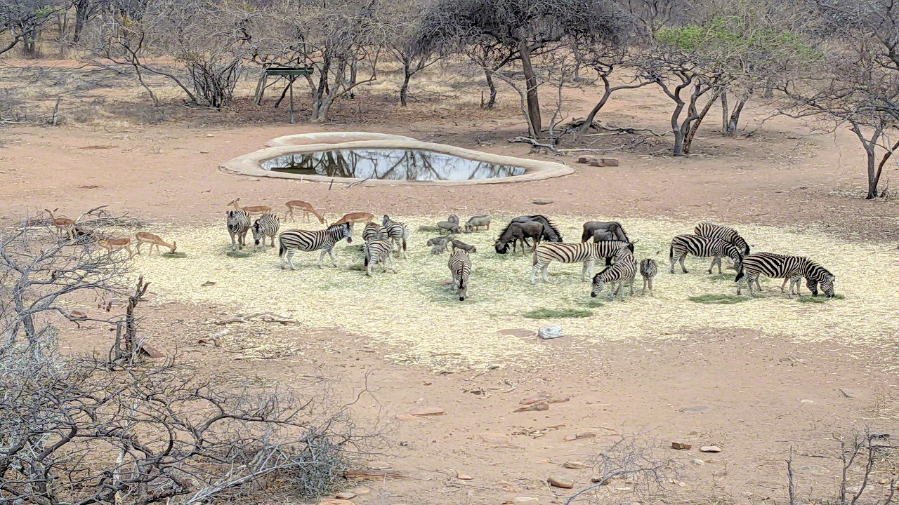 African Safari - Phone Photos! - The World Tour - Travel Adventure Club