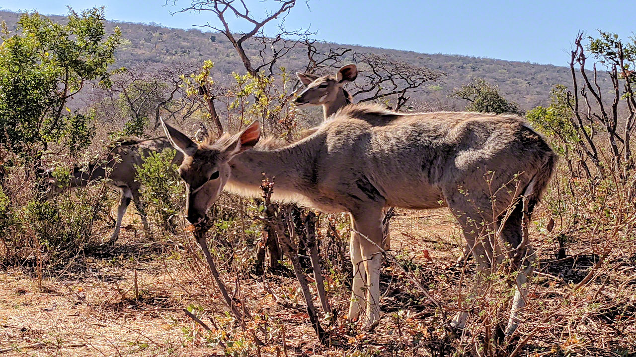 African Safari - Phone Photos! - The World Tour - Travel Adventure Club