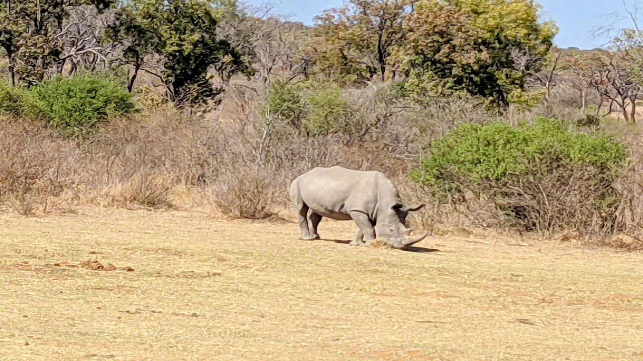 African Safari - Phone Photos! - The World Tour - Travel Adventure Club