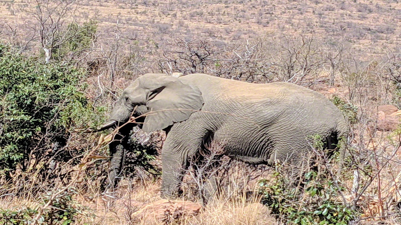 African Safari - Phone Photos! - The World Tour - Travel Adventure Club