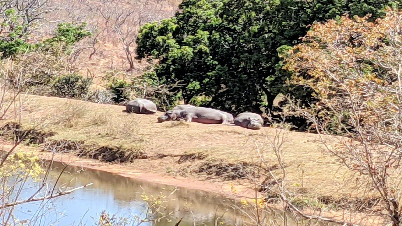 African Safari - Phone Photos! - The World Tour - Travel Adventure Club